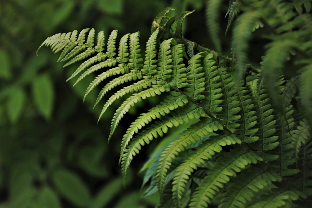 wedding-motif-tux green, ferns, flora