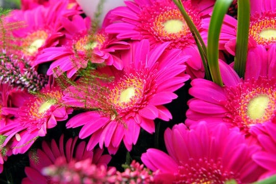 wedding-motif-fuchsia